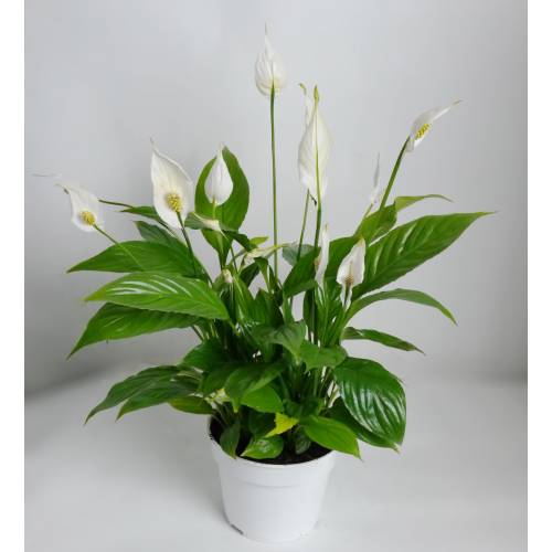 Spathiphyllum